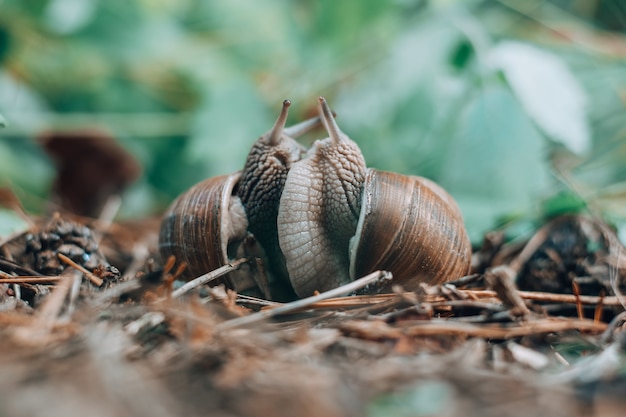 Couple d'escargots raisins, sur fond flou dans la forêt d'été