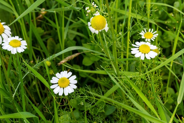 Couple de fleur de marguerite