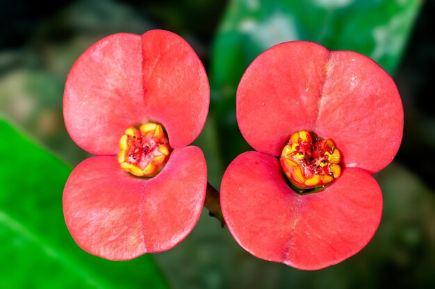 Couple de fleurs roses sur une plante