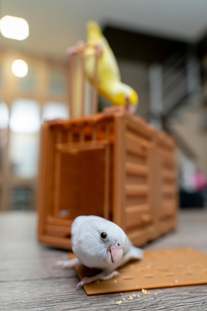 Photo couple forpus petit oiseau perroquets minuscules sur une cage en bois avec drôle de visage