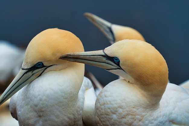 Couple de grenat du nord sur le rocher rouge - île Heligoland