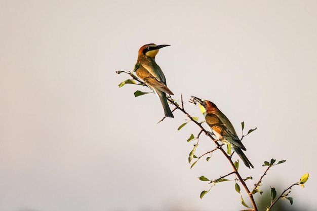 Un couple de guêpiers européens ou Merops apiaster petits oiseaux colorés chassant les abeilles bonjour printemps