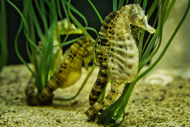 Couple d'hippocampes dans les herbiers intéressant à regarder