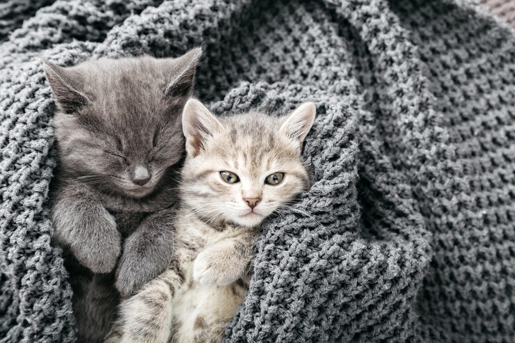 Photo couple de mignons chatons tabby dormant sur une couverture tricotée douce grise. les chats se reposent sur le lit. amour et amitié félins le jour de la saint-valentin. les animaux de compagnie confortables dorment dans une maison confortable. espace de copie.