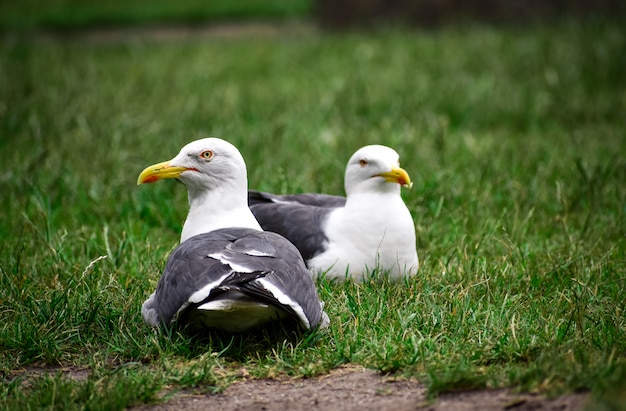 Un couple de mouettes reposant sur l'herbe