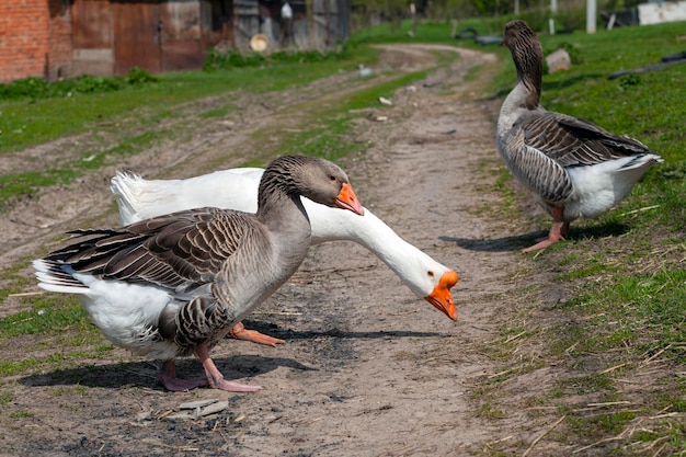 Un couple d'oies marche sur un chemin de terre.