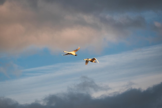 Couple d'oies volant dans le ciel du soir le long de la côte