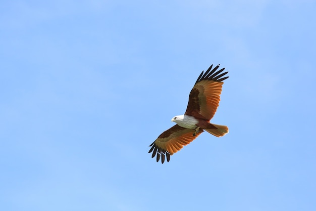 Couple d'oiseaux Brahminy cerf-volant volant dans le ciel.