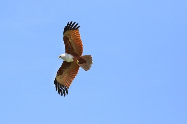 Couple d'oiseaux Brahminy cerf-volant volant dans le ciel.