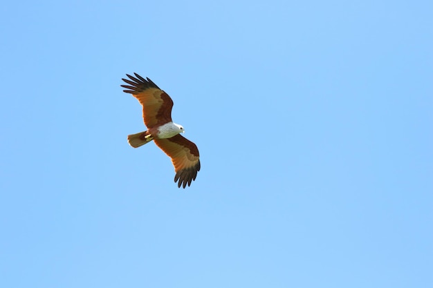 Couple d'oiseaux Brahminy cerf-volant volant dans le ciel.