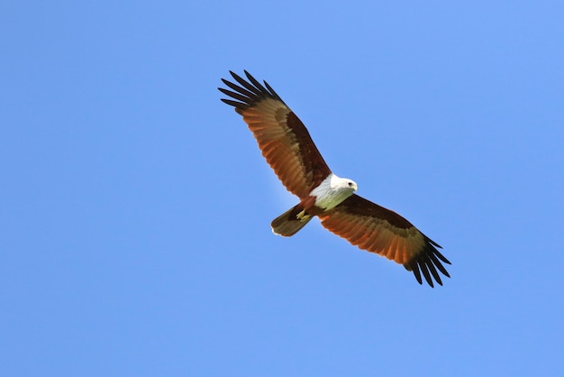 Couple d'oiseaux Brahminy cerf-volant volant dans le ciel.