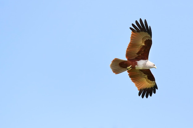 Couple d'oiseaux Brahminy cerf-volant volant dans le ciel.