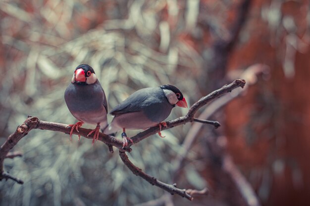 Couple d'oiseaux sur une branche d'arbre, carte postale ou arrière-plan