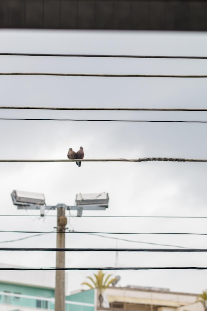 Couple d'oiseaux connu sous le nom de rolinha dans un filaire à Rio de Janeiro