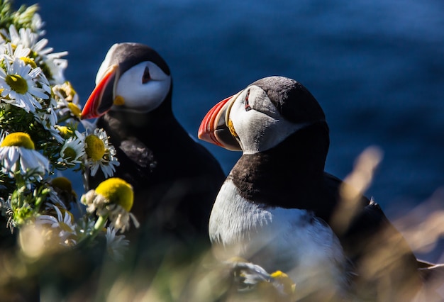 Photo couple d'oiseaux islandais macareux debout dans les buissons de fleurs sur la falaise rocheuse à latrabjarg