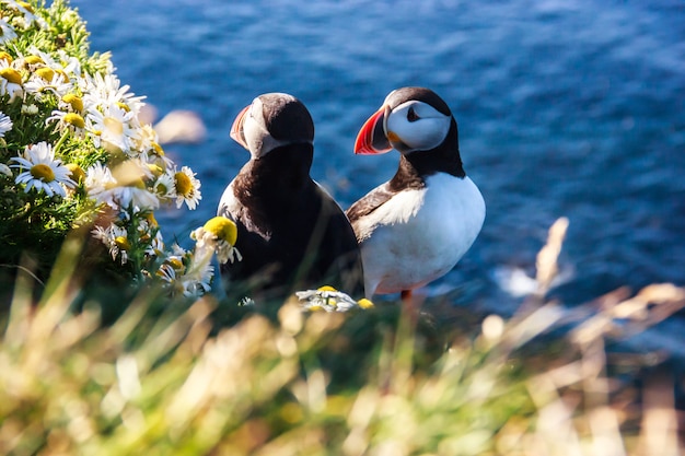 Couple d&#39;oiseaux macareux islandais debout dans les buissons de fleurs à Latrabjarg, Islande, Europe