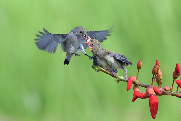 Un couple d'oiseaux se nourrit d'une fleur