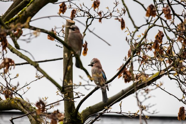 Photo un couple d'oiseaux.