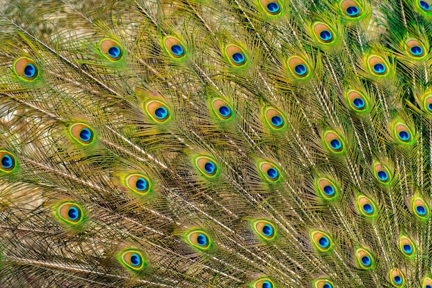 Un couple de paons pendant la période d'accouplement, le mâle affichant son plumage spectaculaire devant la femelle. Famille