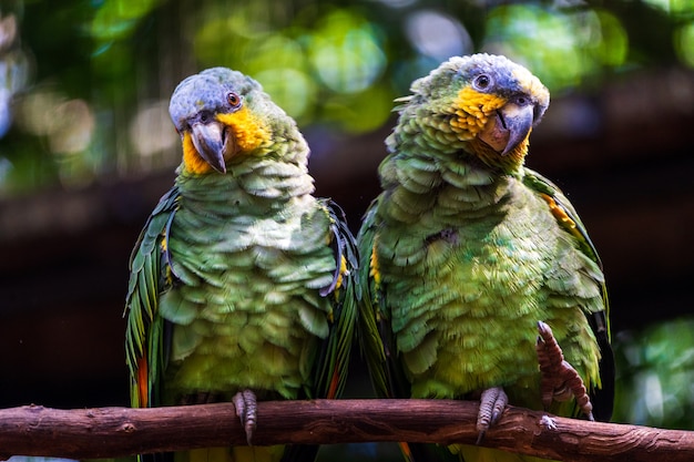 Couple de perroquets sur une branche dans la forêt tropicale, Brésil.
