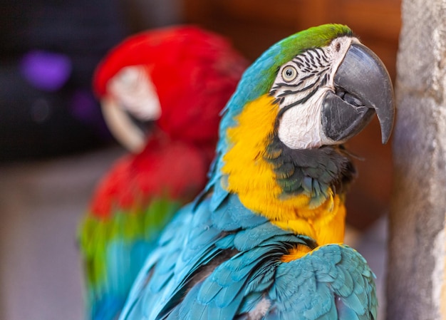 un couple de perroquets colorés