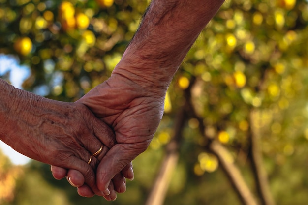 Couple de personnes âgées tenant par la main, avec arbre défocalisé