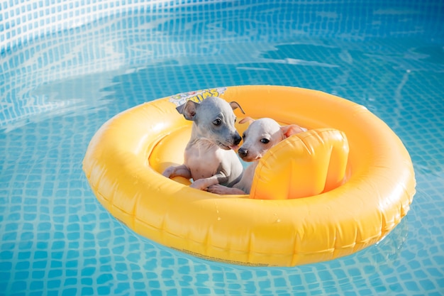 Un couple de petits chiots mignons (American Hairless Terrier) flottant dans une piscine