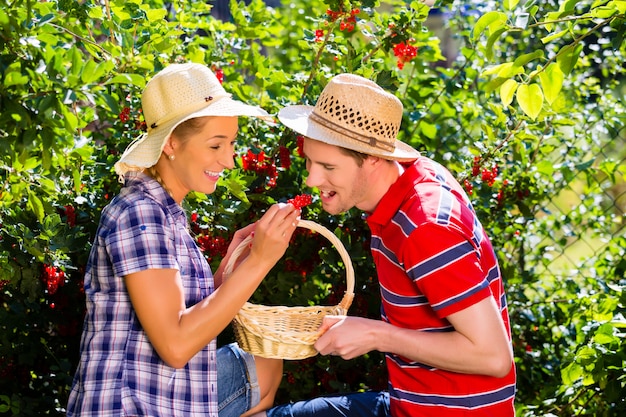 Couple, récolte, baies, jardin, brousse