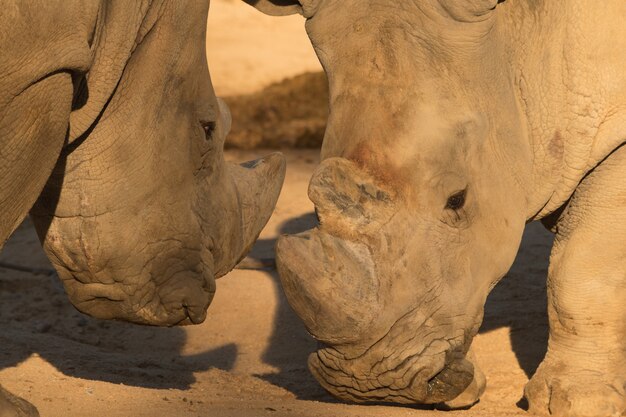 Couple de rhinocéros / rhinocéros se battant sur le sol