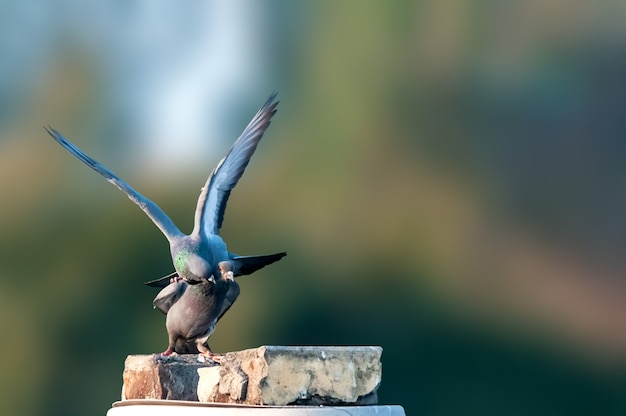 Un couple de rock pigeon faisant de la romance