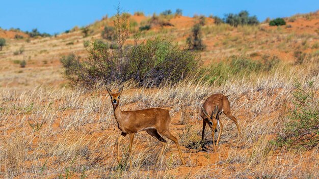 Photo un couple de steenbok dans le paysage désertique du parc national kruger en afrique du sud