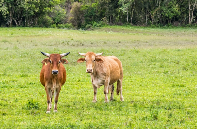 Couple de vaches sur un vert pâturage