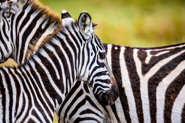 Couple de zèbres dans la savane africaine