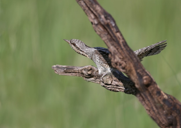 Couples familiaux de cou-de-loup nordique