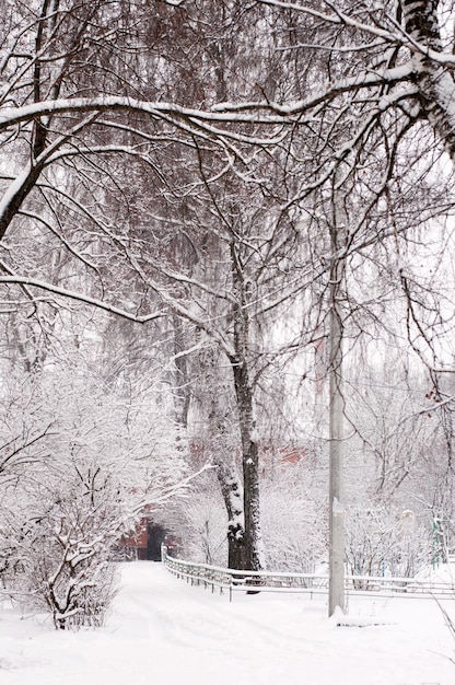 Cour avec des arbres dans la neige en hiver