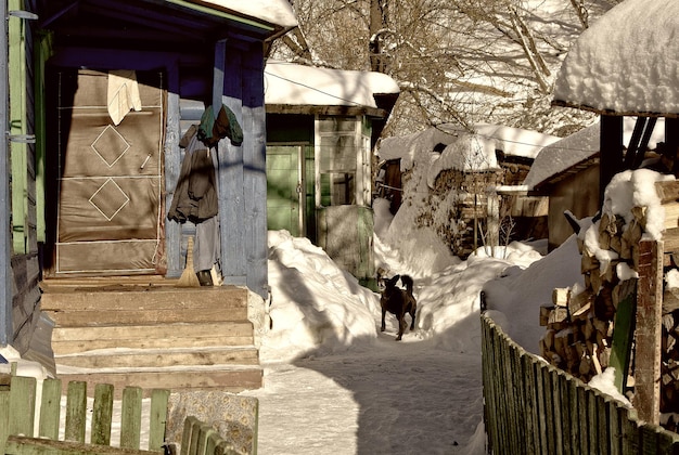 Photo cour d'un immeuble résidentiel et un chien à kaluga