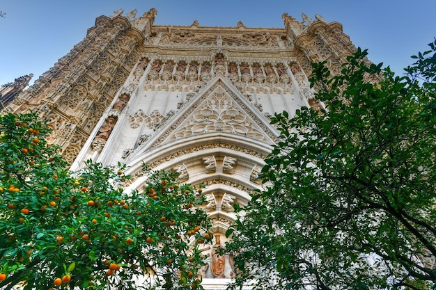 Cour d'oranger et cathédrale de Sainte-Marie du Siège de Séville également connue sous le nom de cathédrale de Séville en Espagne