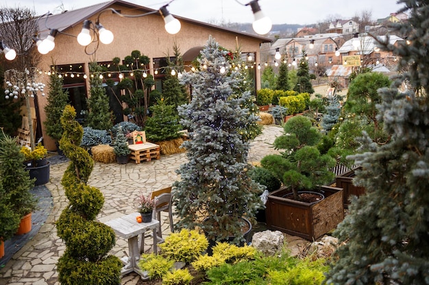 La cour près de la maison est décorée pour Noël Le territoire près de la maison est décoré pour Noël Sapin de Noël vivant épicéa pin épicéa en pots