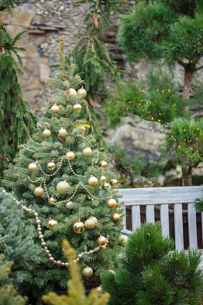 La cour près de la maison est décorée pour Noël Le territoire près de la maison est décoré pour Noël Sapin de Noël vivant épicéa pin épicéa en pots