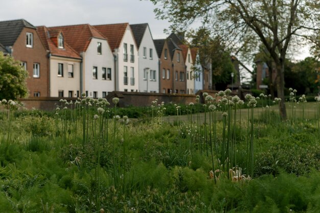 Photo cour de végétation immeubles d'appartements verts de la ville européenne