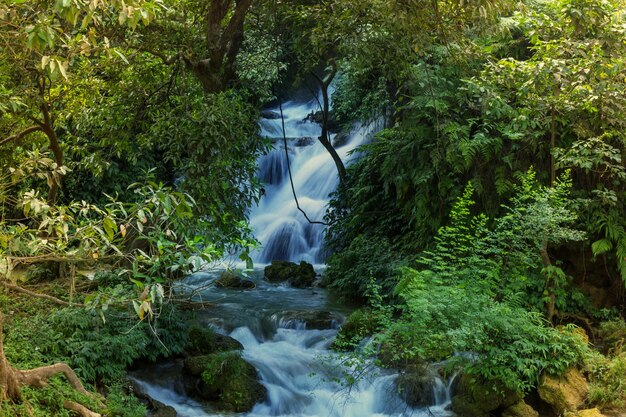 Courant rapide dans les bois