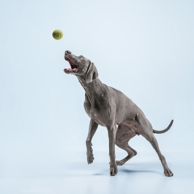Coureur fantôme. Le chien de Weimaraner joue avec le ballon et saute. Mignon chien gris ludique ou jouet de capture ludique pour animaux de compagnie isolé sur fond bleu. Concept de mouvement, d'action, de mouvement, d'amour des animaux de compagnie.