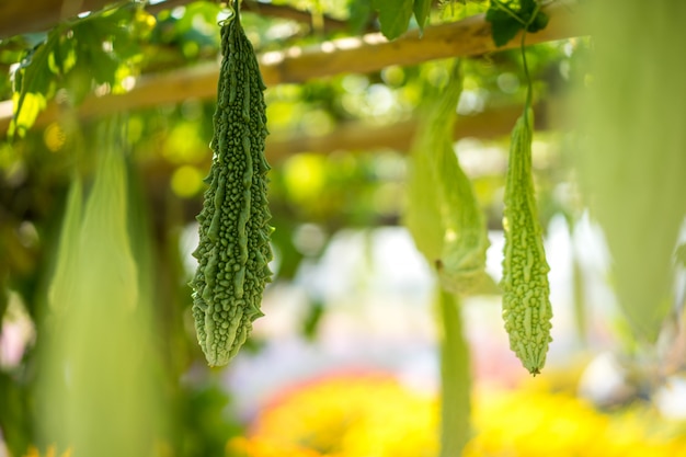 La courge amère est également connue sous le nom de melon amer ou de poire baumier