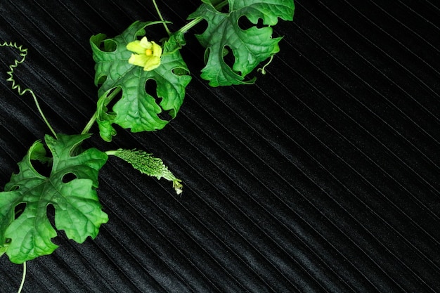 Courge amère verte fraîche avec des feuilles vertes