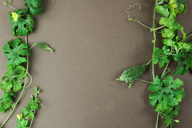 Courge amère verte fraîche avec des feuilles vertes