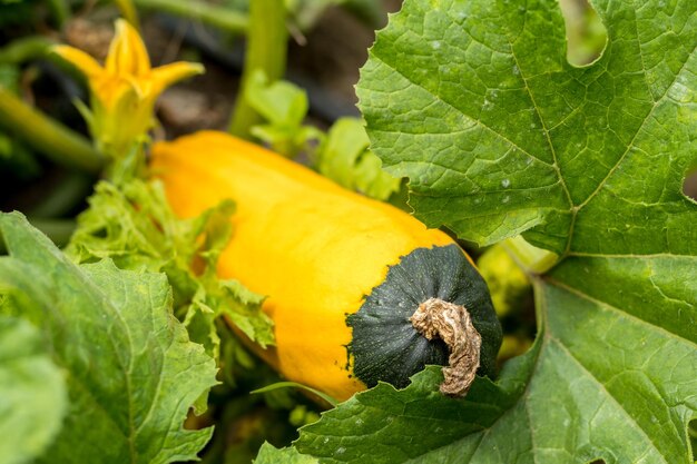 Courge jaune fraîche avec le dessus vert parmi les feuilles vertes dans le jardin