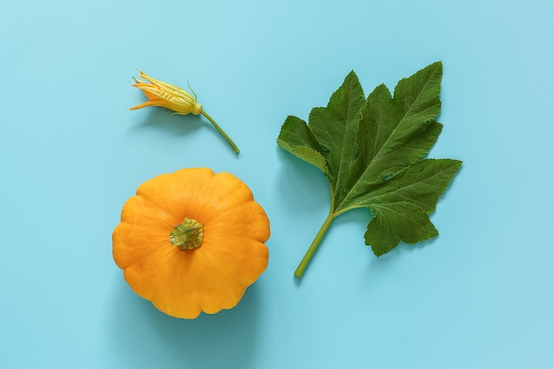 Courge pattypan orange fraîche avec feuille verte et fleur sur bleu