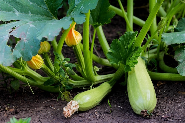 La courge pousse dans le jardin sur un buisson