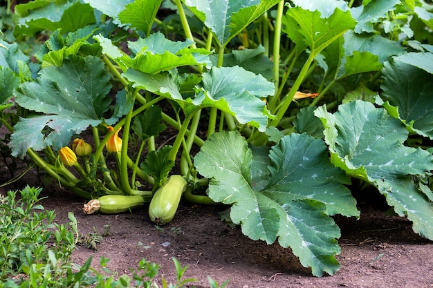 La courge pousse dans le jardin sur un buisson