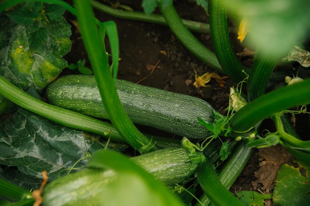 Courge verte non mûre dans le jardin Un grand buisson grandes feuilles et fleurs orange Courgette Agriculture et agriculture